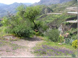 Gran Canaria. På sporet fra La Culata til Tejeda.