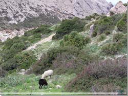 Mallorca. Fr og geder studsede omrdet