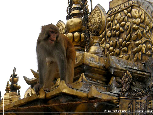 Nepal. Kathmandu. Svayambhu stupa. Abetempel