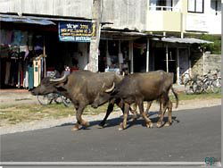 Nepal. Pokhara. Et par hellige ker p strejf [Klik for et strre billede]