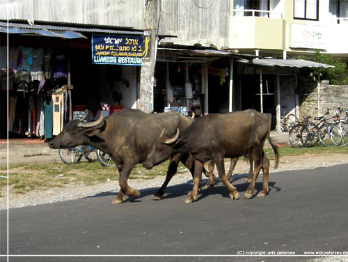 Nepal. Pokhara. Hellige ker i gadebilledet