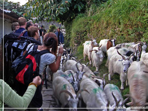 Nepal. Lumle. De frste af mange geder vi kom til at vige for