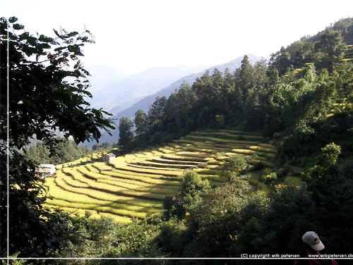 Nepal. Chandrakot, terrasse med rismarker