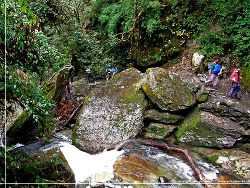 Nepal. Op gennem rhododendron skoven