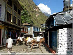 Nepal. Tatopani. selkaravane i gaden [Klik for et strre billede]