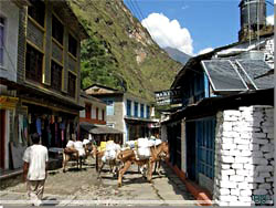 Nepal. Tatopani. selkaravane i gaden [Klik for et strre billede]