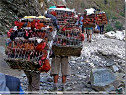 Nepal. Dyretransport, her burhns, p vej mod Tatopani [Klik for et strre billede]