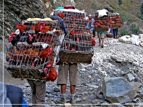 Nepal. Nepalesisk dyretransport, her burhns, p vej mod Tatopani