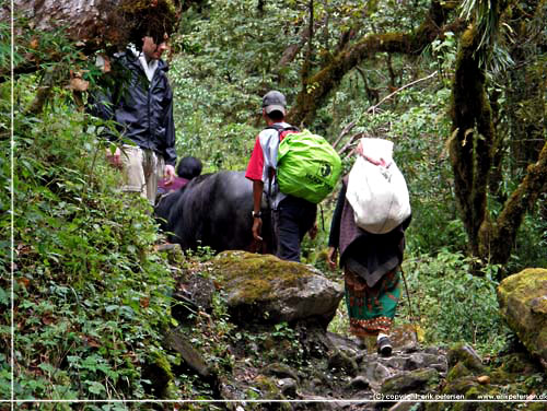 Nepal. Familie p vej op til passet i Deurali med vandbffel og kalv p slb