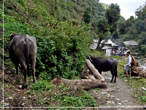 Nepal. P vej fra Chitre til Tadapani. Vandbfler p stien