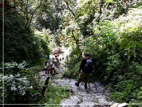 Nepal. På vej til Ghandruk. Stien snoede sig stejlt ned gennem det grønne Nepal. På vej til Ghandruk. Stien snoede sig stejlt ned gennem det grønne