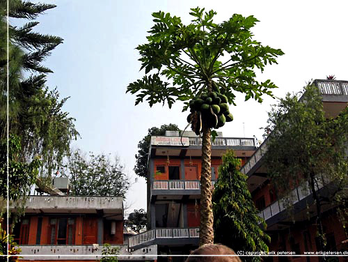 Nepal. Pokhara. Hotel Baba Lodge