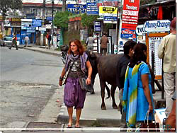 Nepal. Pokhara. Restauranter, ker, lokale, hippier og trekkere [Klik for et strre billede]