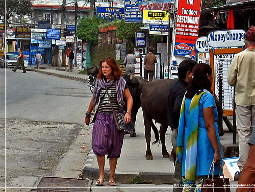 Nepal. Pokhara. Restauranter, ker, lokale, hippier og trekkere