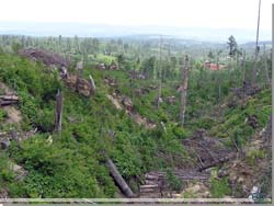 Slovakiet. Vltede trer ved Lomnica efter en voldsom storm i 2004