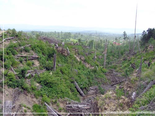 Slovakiet. Vltede trer ved Lomnica efter en voldsom storm i 2004