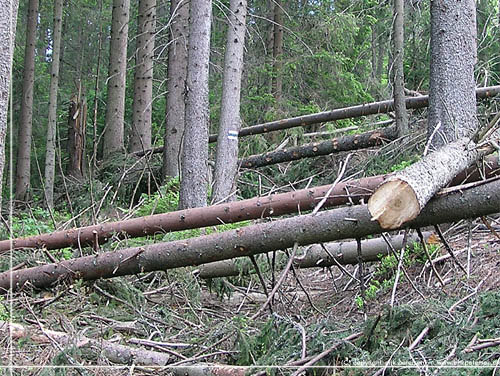 Slovakiet. Zdiar. Stien der blev vk under vltede trer