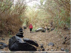 Gran Canaria. I bunden af Baranco Fataga ved Arteara