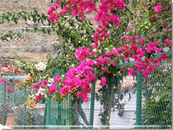 Gran Canaria. Blmster i Ayagaures [Klik for strre foto]