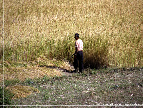 Nepal. Kornet skal i hus og hsten foregr p enkel vis og skres med en lille le og krum ryg [copyright: Erik Petersen]