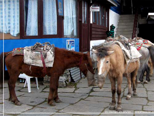 Nepal. Ghorepani. Foran Sunny Hotel var en flok heste trukket frem [copyright: Erik Petersen]