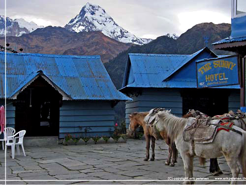 Nepal. Ghorepani. Hestene foran vores hytte p Sunny Hotel med Annapurna South i baggrunden  [copyright: Erik Petersen]
