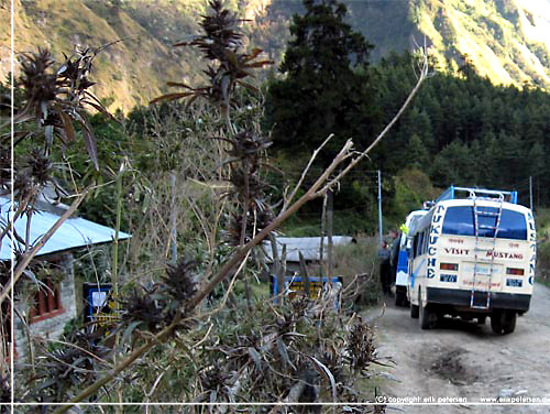 Nepal. Tourist Check Point i den nordlige del af Ghasa, godt gemt bag hampeplanter [copyright: Erik Petersen]