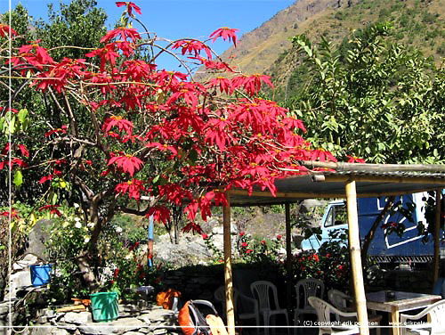 Nepal. Julestjerne og god kaffe p New Annapurna Lodge & Restaurant i Dana [copyright: Erik Petersen]