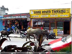 Nepal. Lake Side Phokara. Trekking bureauer er der flere af. Ogs bfler p daglig shopping [Klik for et strre billede]