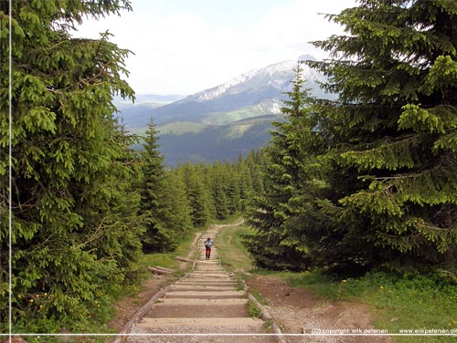 Tatra. Et kig tilbage ad sporet i retning mod nordst. Kmpen med sne p i baggrunden str i Slovakiet