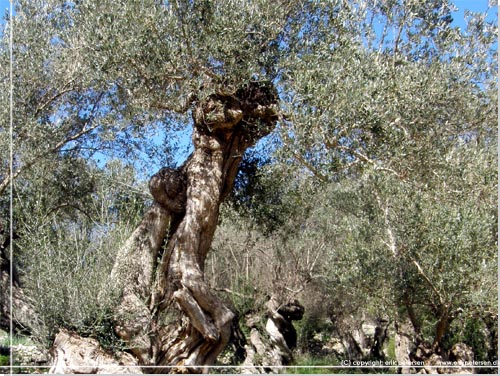 Mallorca. Smukke og tilsyneladende meget gamle oliventrer, skulpturer