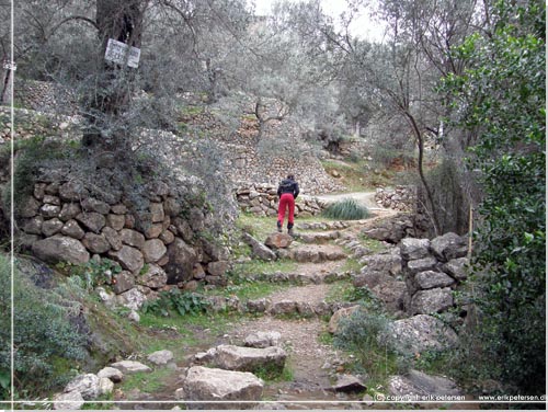 Mallorca. Fin lille detour gennem en olivenlund p bygget terrasser