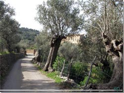 Mallorca. Stien frer forbi fincaen Son Bujosa