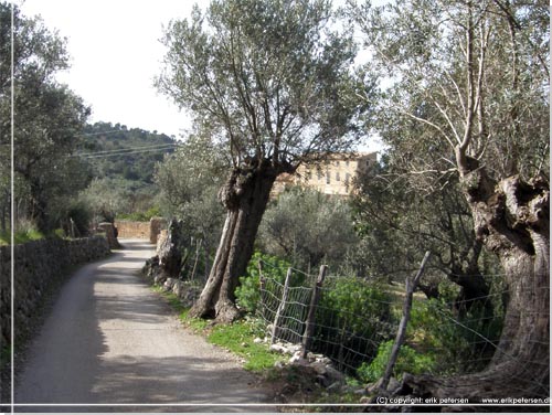 Mallorca. Stien frer forbi fincaen Son Bujosa