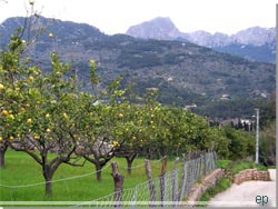 Mallorca. Den lille smalle vej omkranset af stengærder og appelsinlunde