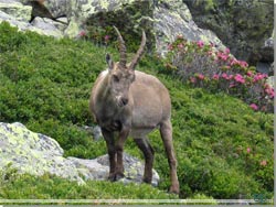 TMB. Geden var ikke en ged, men en Stenbuk. Capra ibex