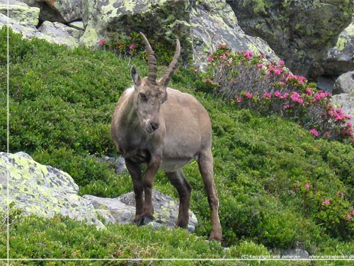 TMB. En ged? Naj... Den er for stor. En stenbuk? - Geden var ganske rigtig ikke en ged, men en Stenbuk. Capra ibex, s vidt jeg siden kunne finde ud af