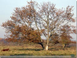 Savannen? Skotske hjland? Ishj Dyrepark en dag i november