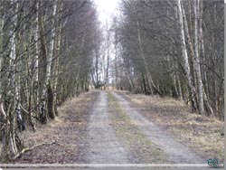 Svenskeholmvej er flankeret af birketræer [Klik for et større billede]