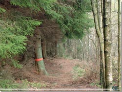 Sporet vk fra Knsen, med tydelig rd/orange Skneleden afmrkning p tret