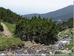 Bulgarien. Pirin. Der er mange strømme oppefra