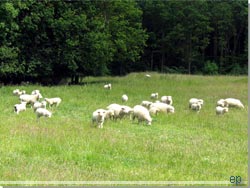 Der går en flok får og store lam og hygger sig nedenfor bakken [Klik for et større billede]