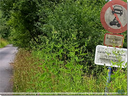 Orchidevej skiltet er skjult i budskadset, men på forbudsskiltet ses camino mærket