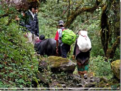 Nepal. Familie p vej op til Deurali med vandbffel og kalv [Klik for et strre billede]