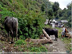 Nepal. P vej fra Chitre til Tadapani. Vandbfler p stien [Klik for et strre billede]
