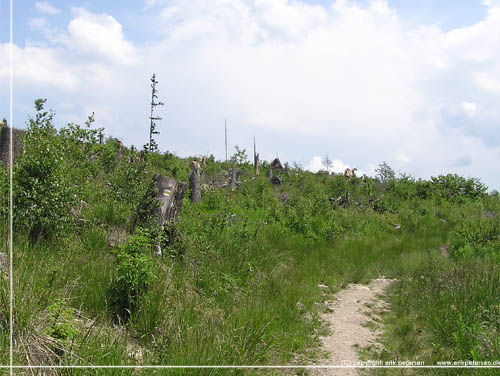 Slovakiet. Ryddet skov ved Tatranska Lomnica. Ryddet af stormen i 2004