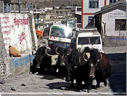 Nepal. P vejen ind i driftige Jomsom m vi vige for bde busser, jeeps og yak okser [Klik for et strre billede]