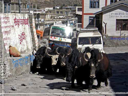 Nepal. P vejen ind i driftige Jomsom m vi vige for bde busser, jeeps og yak okser [copyright: Erik Petersen]