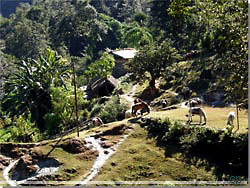 Nepal. Smukt rasteplads for heste og folk p vej nedad bjerget [Klik for et strre billede]
