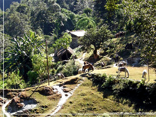 Nepal. Vi passerer forbi nogle af hestefolkene og deres heste, der holder rast i yderst smukke omgivelser [copyright: Erik Petersen]